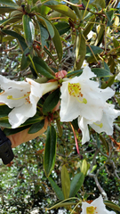 Rhododendron maddenii