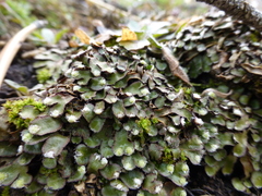 Mannia fragrans