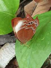 Abisara saturata kausambioides