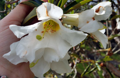 Rhododendron maddenii