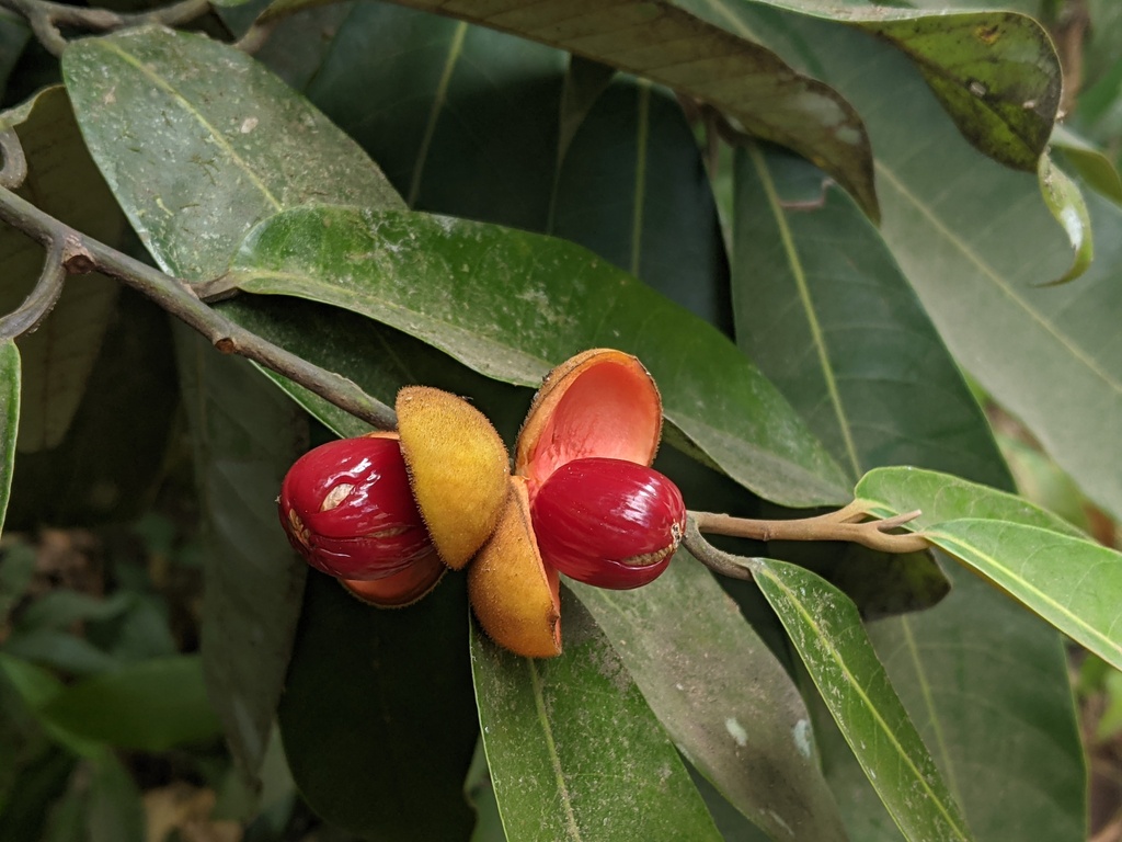 Knema andamanica