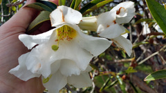 Rhododendron maddenii