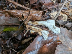Loweomyces fractipes