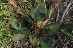 Ranunculus peruvianus