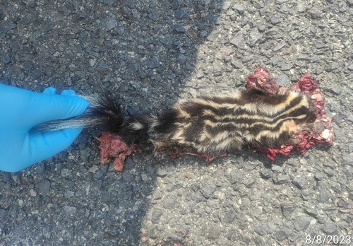 Plains Spotted Skunk