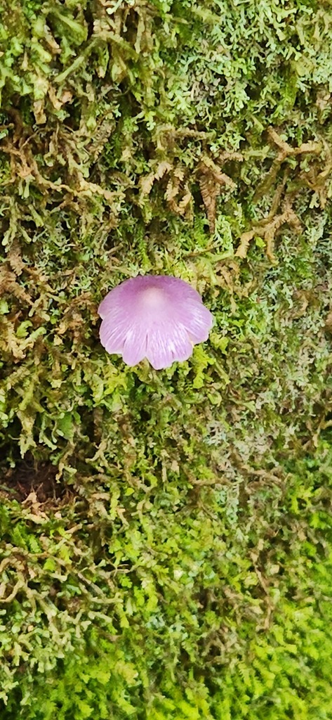 Porpolomopsis lewelliniae · January 2025 · photo: © yoavdanielbarness (iNaturalist, cc-by)
