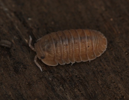 Pillbug