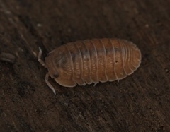 Little Sea Pill Woodlouse