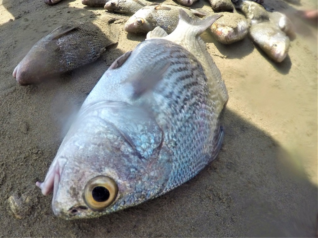 Longspine Croaker