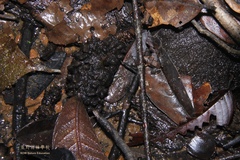 Limnonectes palavanensis