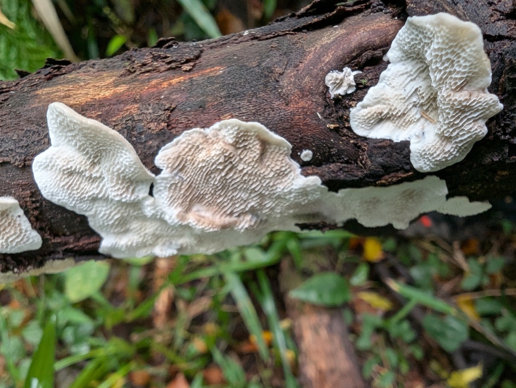 Trametes hirsuta