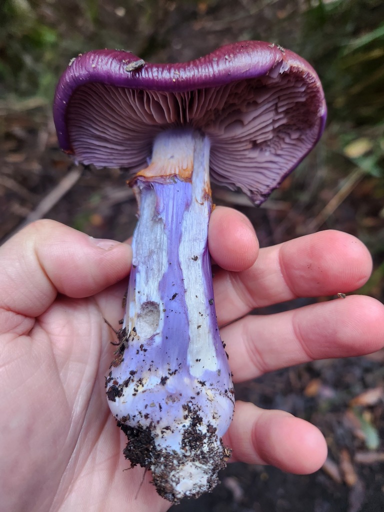 Cortinarius archeri · May 2025 · photo: © yoavdanielbarness (iNaturalist, cc-by)