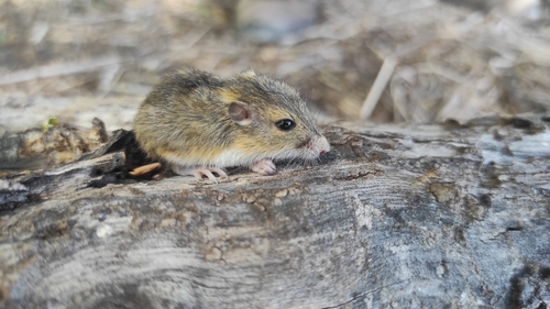Merriam's Pocket Mouse