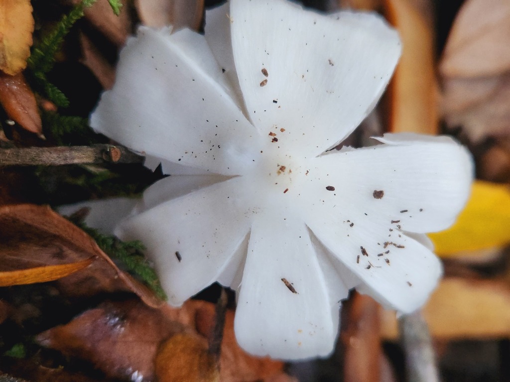 Humidicutis mavis · May 2025 · photo: © yoavdanielbarness (iNaturalist, cc-by)