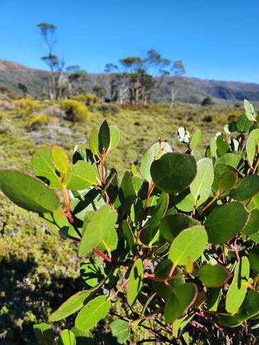 Tasmanian Alpine Yellow Gum (Eucalyptus subcrenulata)