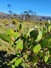 Eucalyptus subcrenulata