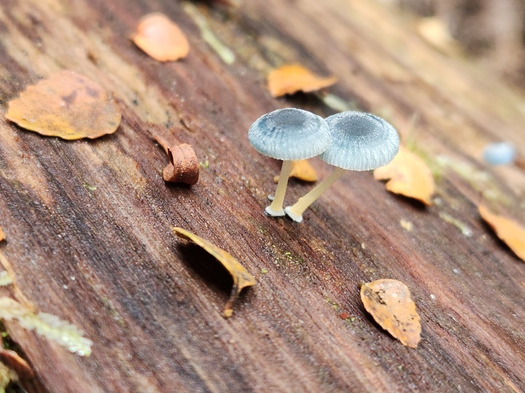 Mycena interrupta · May 2025 · photo: © yoavdanielbarness (iNaturalist, cc-by)