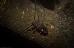 Prosoplus mediofasciatus