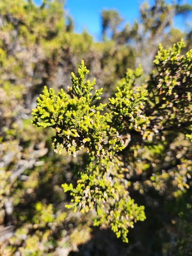 Pherosphaera hookeriana, photograph 4