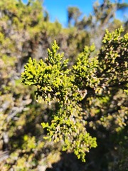 Pherosphaera hookeriana, photograph (c) Yoav Daniel Bar-Ness, some rights reserved (CC BY)
