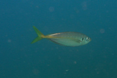Trachurus novaezelandiae