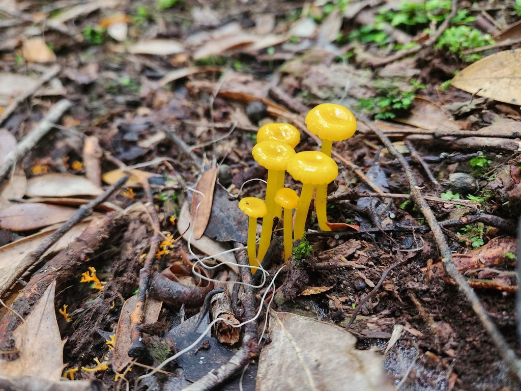 Gloioxanthomyces chromolimoneus · May 2025 · photo: © yoavdanielbarness (iNaturalist, cc-by)