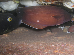 Eubalichthys bucephalus