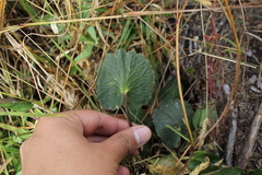 Ranunculus peruvianus