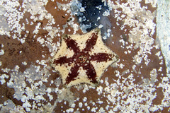 Meridiastra