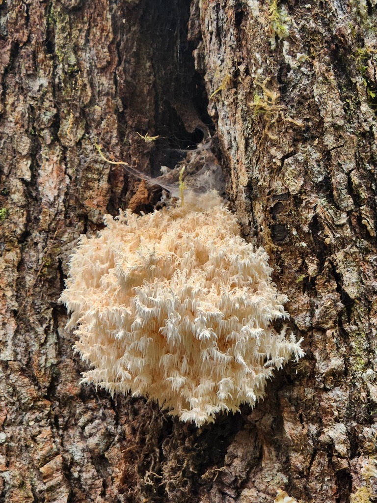 Hericium coralloides · May 2025 · photo: © yoavdanielbarness (iNaturalist, cc-by)