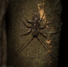Prosoplus mediofasciatus