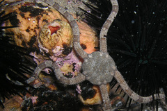 Ophiarachnella ramsayi