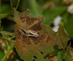 Phaedrotettix