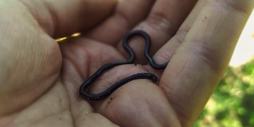 Epictia resetari