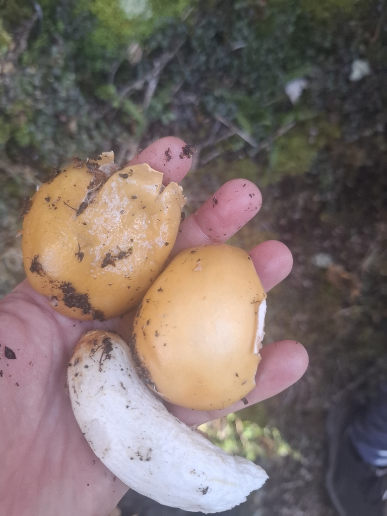 Cortinarius epiphaeus · November 2025 · photo: © armillariabianca (iNaturalist, cc0)
