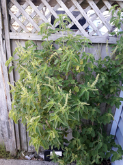 Ocimum gratissimum