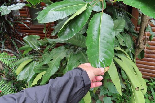 Heptapleurum actinophyllum