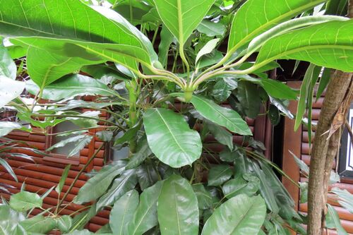 Heptapleurum actinophyllum