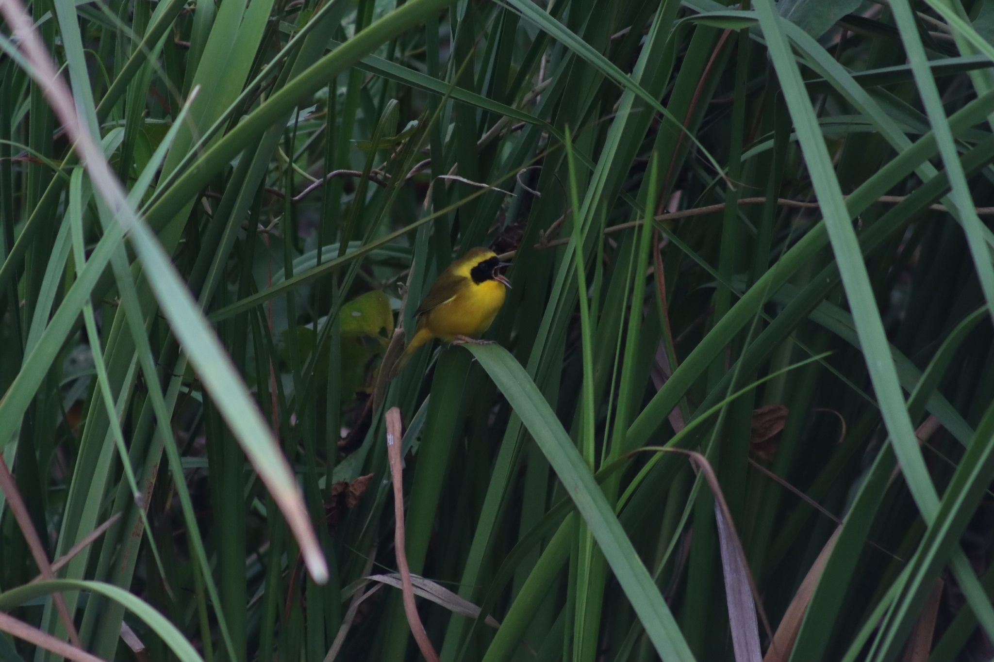 Altamira Yellowthroat (Geothlypis flavovelata), photo 10