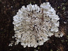 Kashiwadia orientalis
