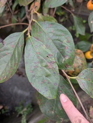 Cercosporiose (Cercospora kaki)