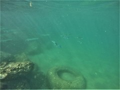 Tylosurus crocodilus fodiator