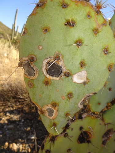 Prickly Pear Leaf Spot