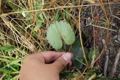 Ranunculus peruvianus