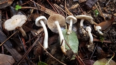 Inocybe pudica