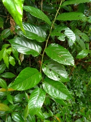 Rubus pyrifolius