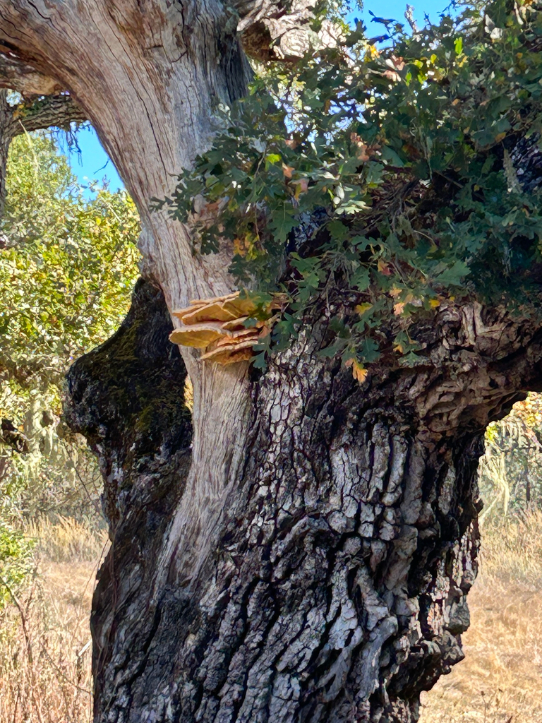 Laetiporus gilbertsonii · November 2025 · photo: © nettiecat (iNaturalist, cc-by)