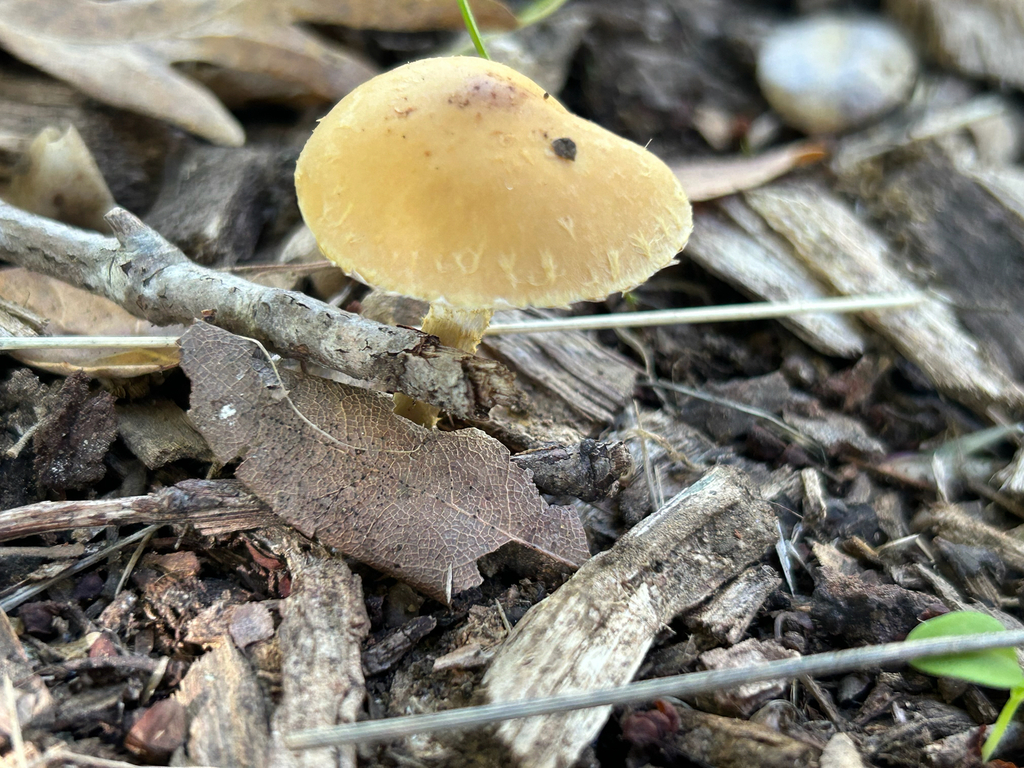 Leratiomyces percevalii · November 2025 · photo: © nettiecat (iNaturalist, cc-by)