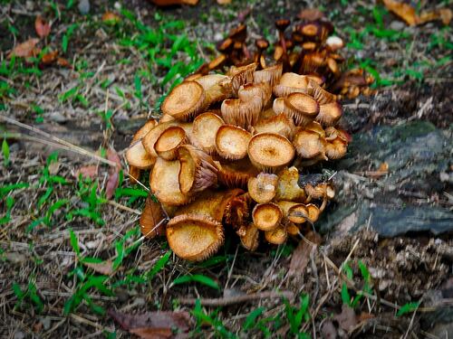 Desarmillaria tabescens