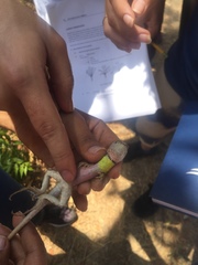 Stenocercus iridescens